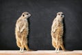 Two Meerkats Against Blackboard Royalty Free Stock Photo